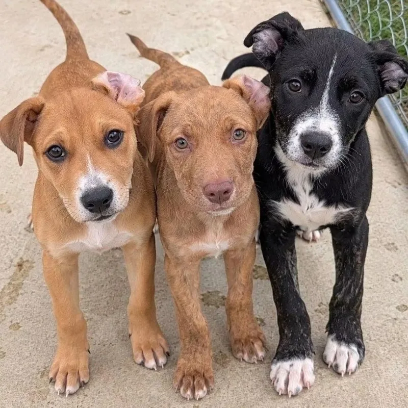 A baby small-sized male Yellow / Tan / Blond / Fawn Pit Bull Terrier dog named Applesauce for adoption in Tomah, WI