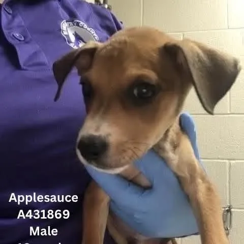 Applesauce thumbnail 2