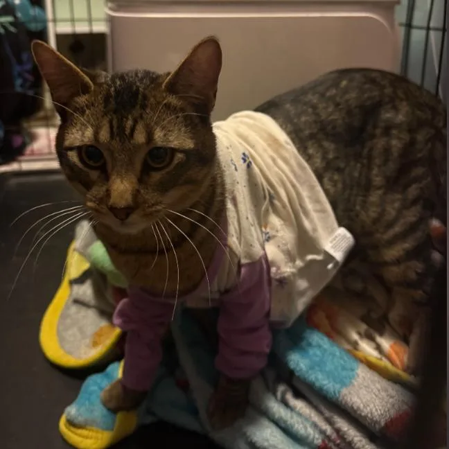 A young medium-sized male Brown / Chocolate Domestic Short Hair cat named Rocky for adoption in Layton, UT