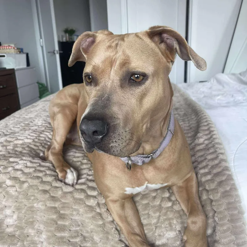 An adult large-sized female Yellow / Tan / Blond / Fawn Black Labrador Retriever dog named Sabrina for adoption in Long Island City, NY
