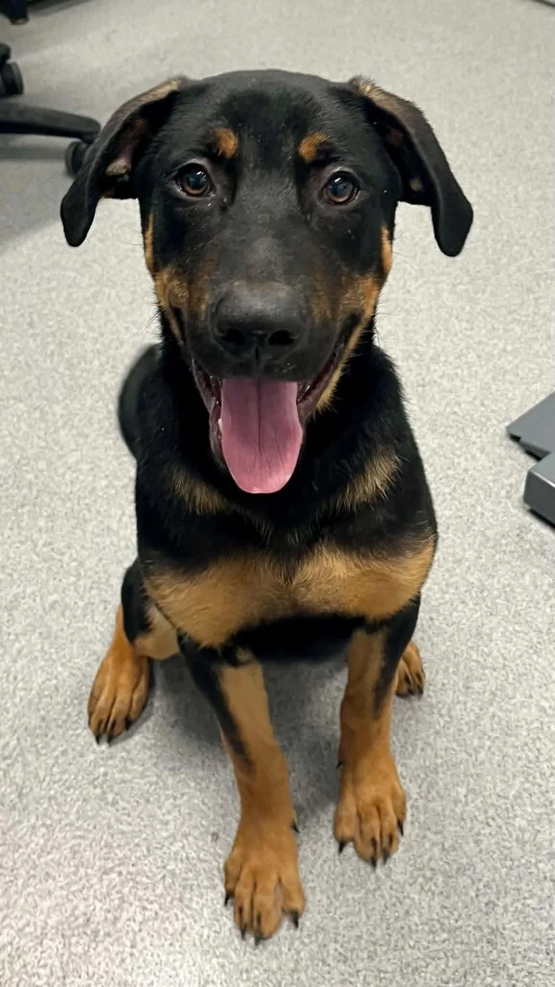 A young medium-sized male Labrador Retriever dog named Shag for adoption in Moundsville, WV