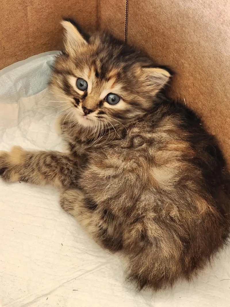 A baby small-sized female Tabby (Buff / Tan / Fawn) Calico cat named Pompom for adoption in Escalon, CA