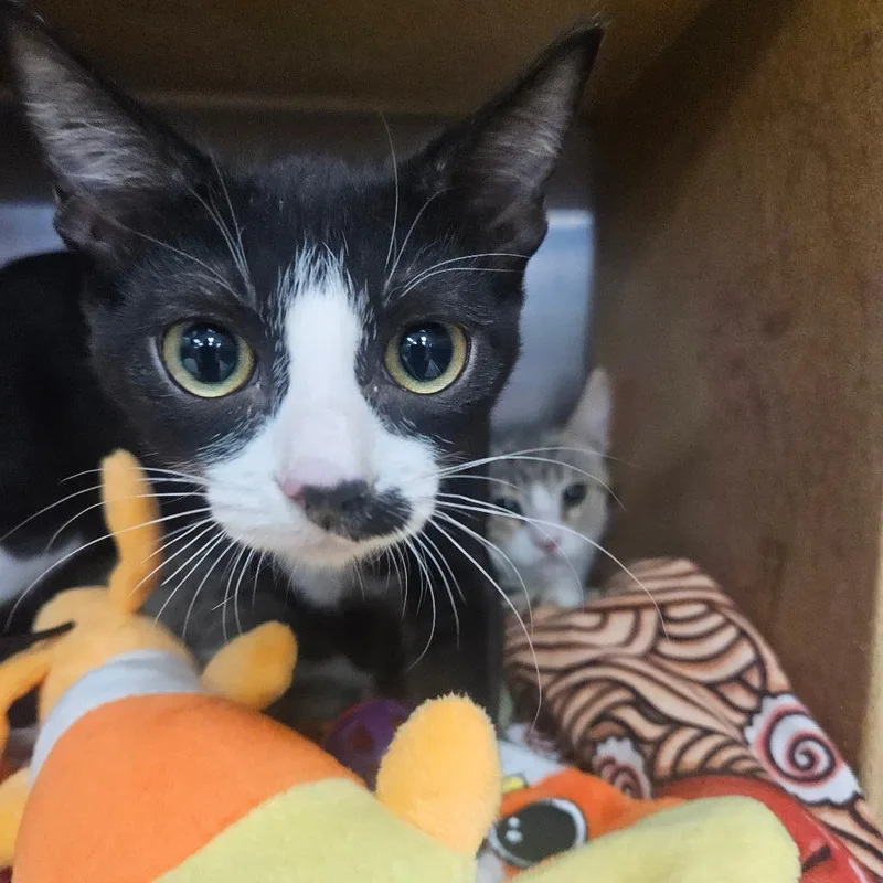 A baby small-sized female Black Domestic Short Hair cat named Whist for adoption in Grantsville, UT