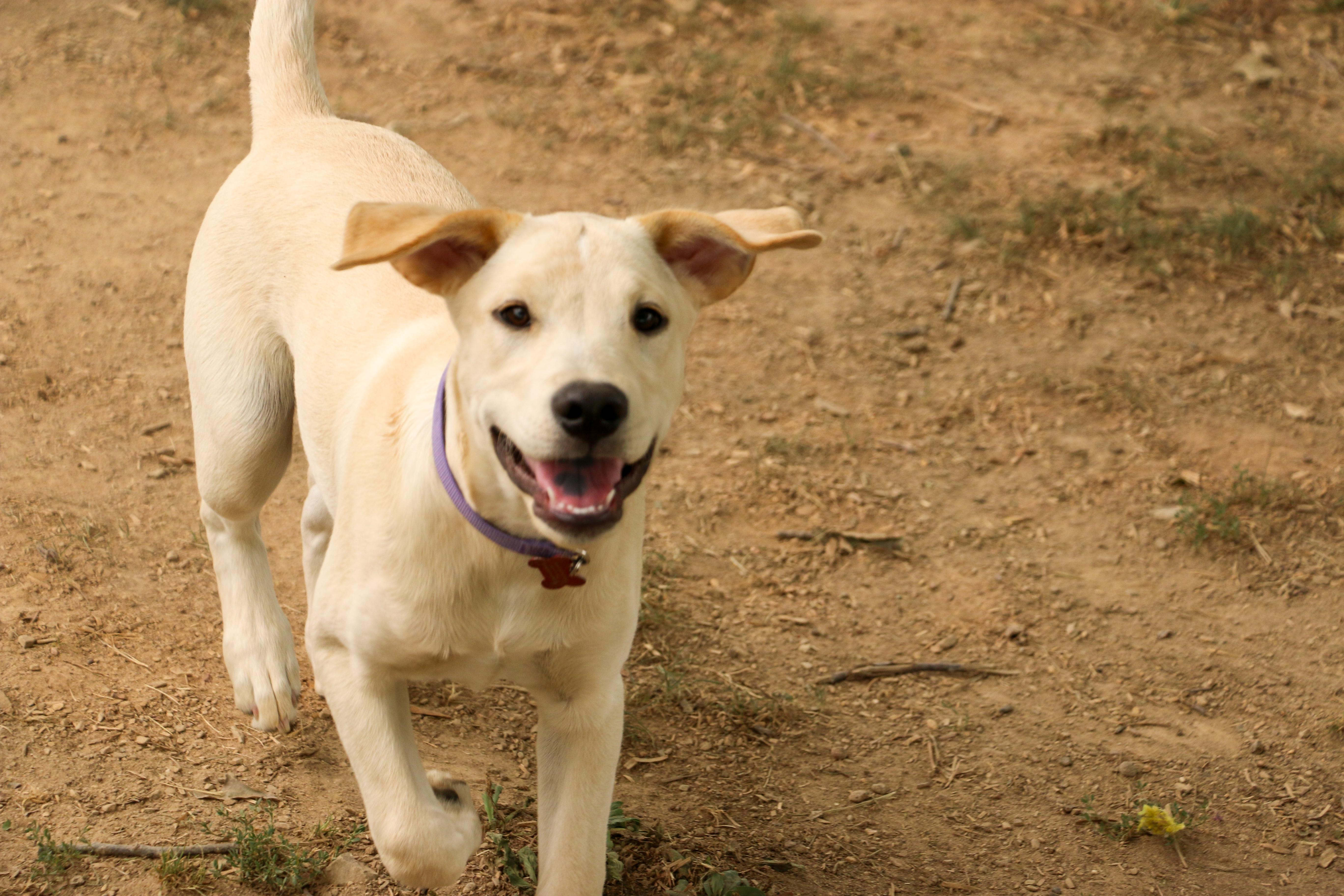 A baby medium-sized female Apricot / Beige American Staffordshire Terrier dog named Promise for adoption in Houston, TX