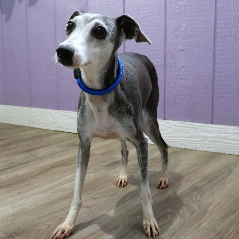 An adult small-sized female Italian Greyhound dog named Rosie for adoption in Zionsville, IN
