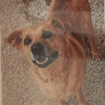 An adult small-sized female Labrador Retriever dog named Mazy for adoption in Elwood, IN