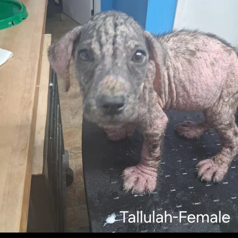 Tellulah thumbnail 2