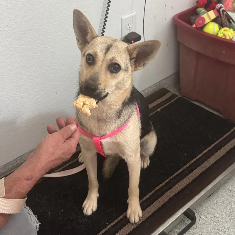 A young medium-sized female White / Cream Chihuahua dog named Louise for adoption in Pineville, MO