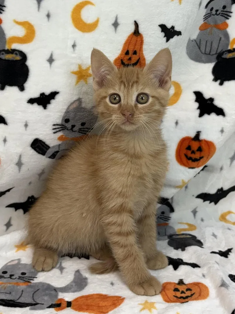 A baby medium-sized male Domestic Short Hair cat named Mason for adoption in Wetumpka, AL