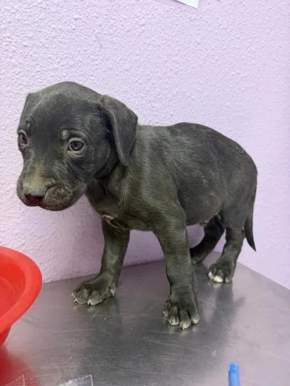 A baby small-sized male Black Pit Bull Terrier dog named 61008159 for adoption in El Paso, TX