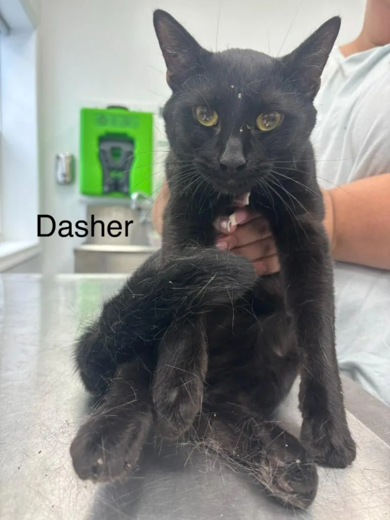A young medium-sized male Domestic Short Hair cat named Dasher for adoption in Cambridge, MD