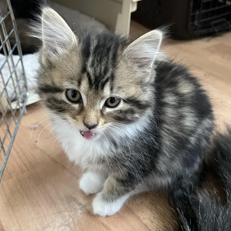 A baby medium-sized female Domestic Long Hair cat named Joan And Philomena for adoption in Sudbury, MA