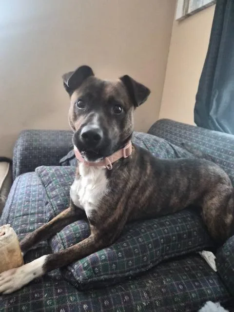 A young medium-sized female Terrier dog named Stevie Nix for adoption in Newnan, GA
