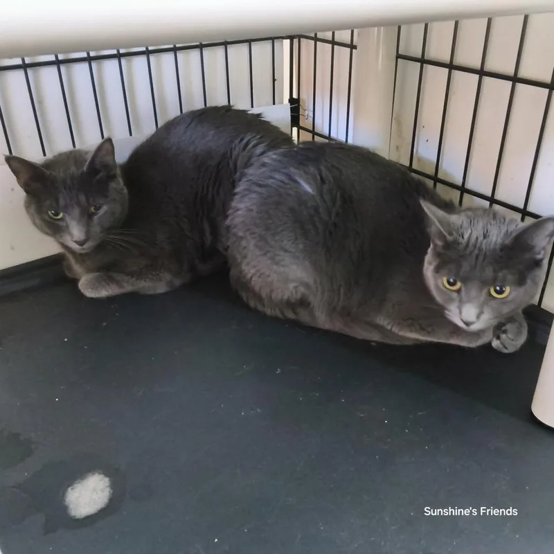 An adult small-sized male Gray / Blue / Silver Domestic Short Hair cat named Shadow for adoption in Jessup, MD