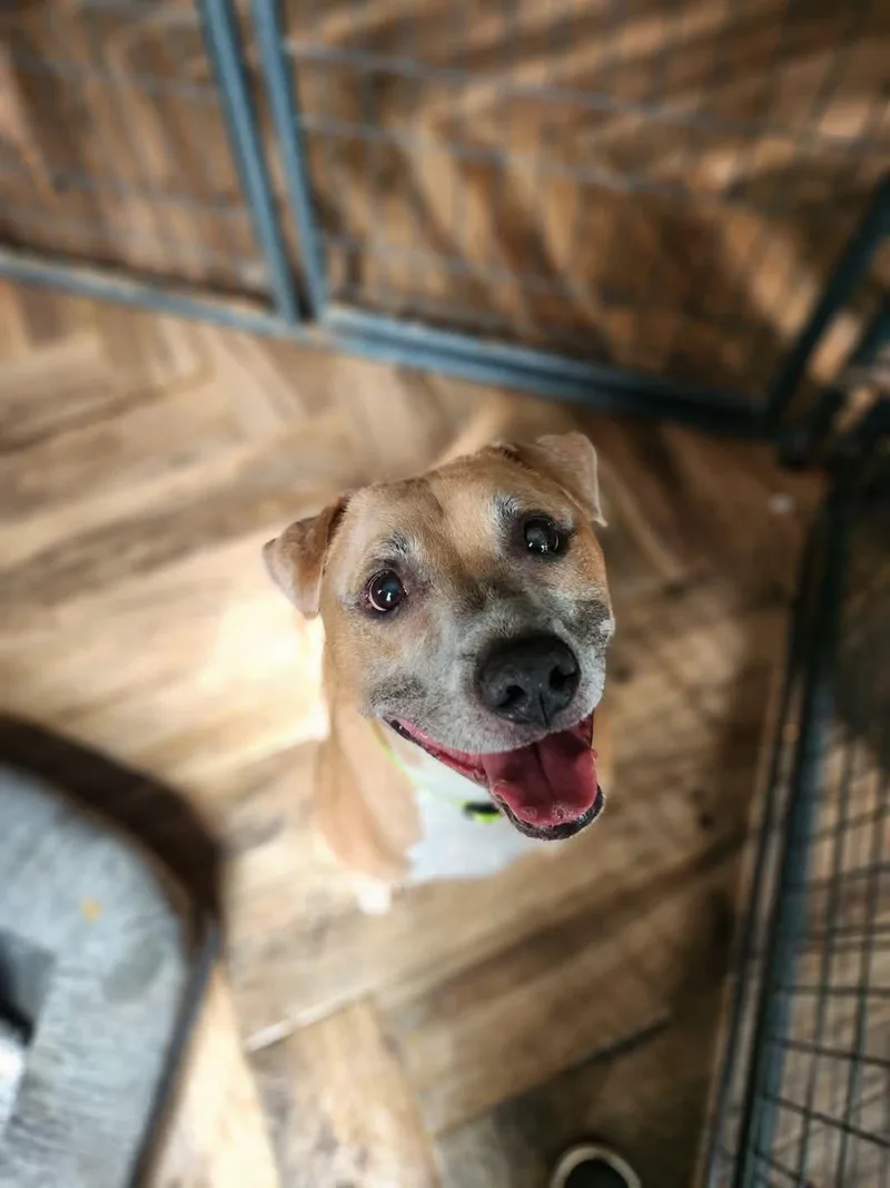 A senior medium-sized male Apricot / Beige Mixed Breed dog named Tito for adoption in Macomb, MI