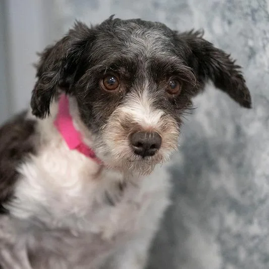 A senior small-sized female Miniature Schnauzer dog named Szara for adoption in Peyton, CO