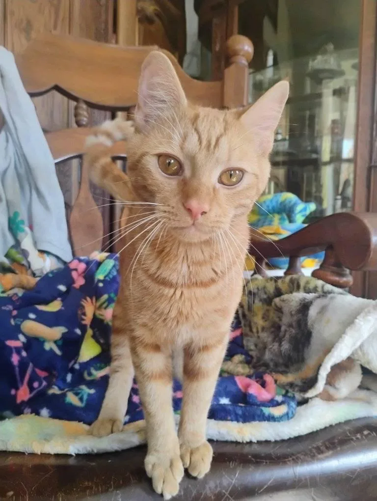 A young large-sized male Flame Point Domestic Short Hair cat named Tango for adoption in Scotland Neck, NC