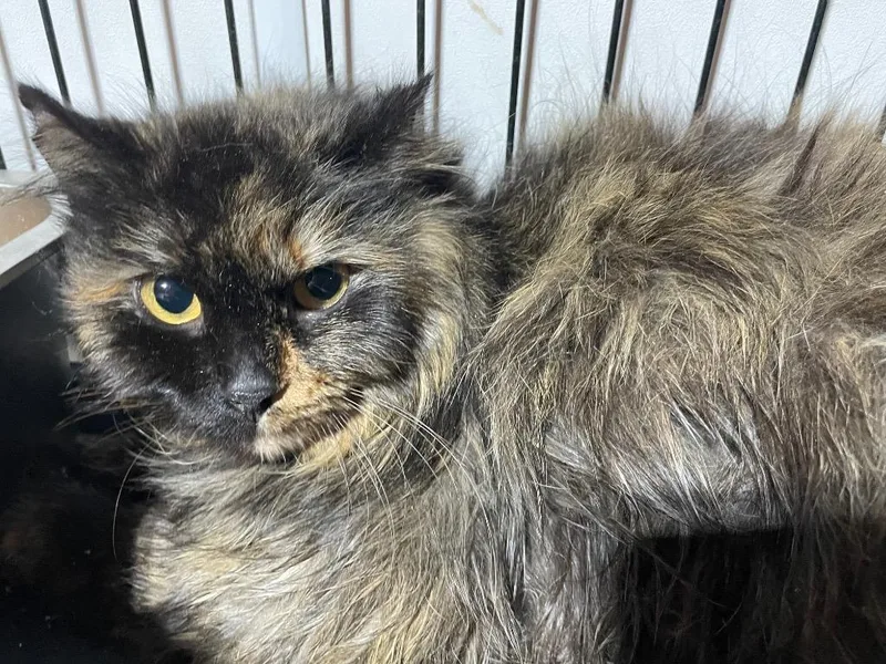 An adult large-sized female Domestic Short Hair cat named Snooki for adoption in Dalton, GA