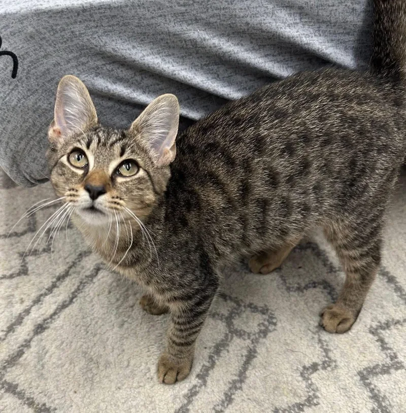 An adult medium-sized male Black American Shorthair cat named Black Cherry & Jordan for adoption in Philadelphia, PA