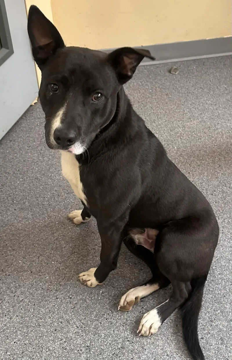 A young medium-sized male Australian Cattle Dog / Blue Heeler dog named Loki for adoption in Covington, VA