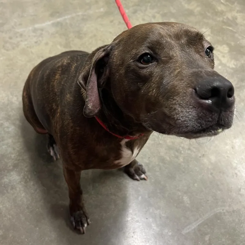 A senior large-sized male Brindle Pit Bull Terrier dog named Siren for adoption in Manhattan, KS