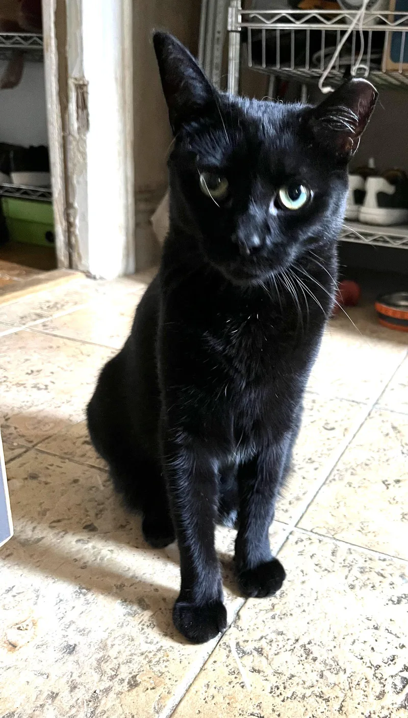 An adult medium-sized female Domestic Short Hair cat named Coala for adoption in Brooklyn, NY