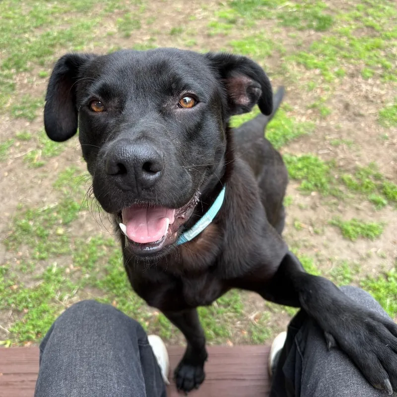 An adult large-sized male Black Labrador Retriever dog named Hank for adoption in Cumberland, RI