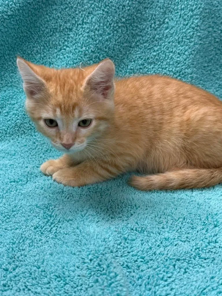 A baby medium-sized male Domestic Short Hair cat named Corona for adoption in Vacaville, CA