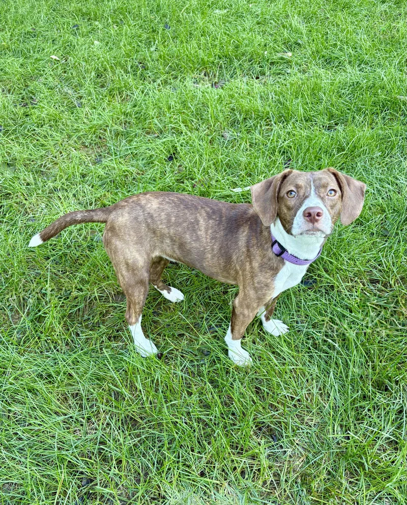 A baby small-sized female Beagle dog named Tilly for adoption in Omaha, NE