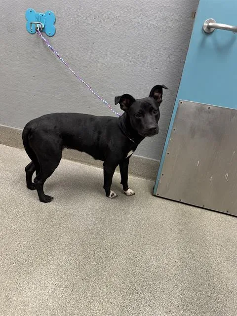 An adult medium-sized female Bull Terrier dog named Georgia for adoption in Las Vegas, NV