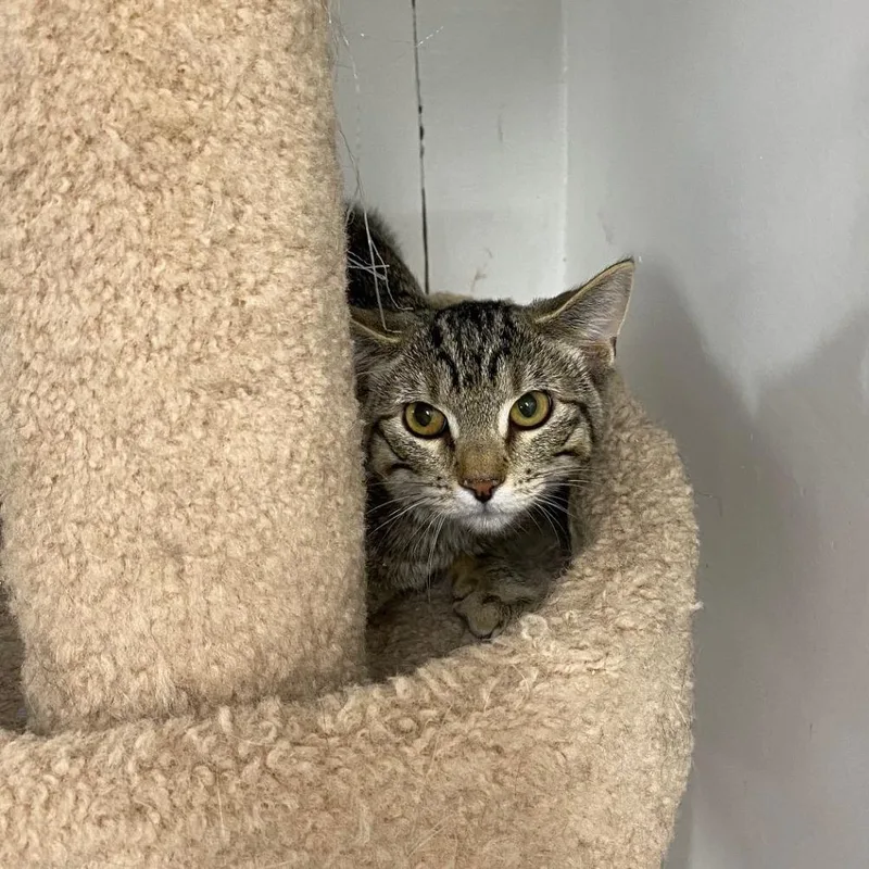 An adult small-sized female Domestic Short Hair cat named Shirley for adoption in Evansville, IN