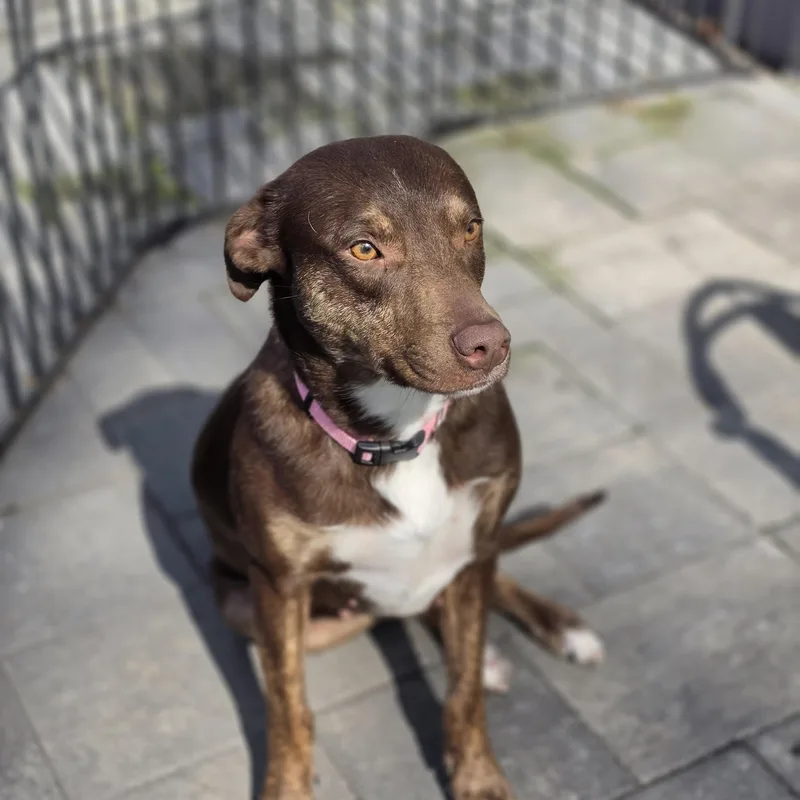 A young medium-sized female Brown / Chocolate Labrador Retriever dog named Brownie for adoption in Blairstown, NJ