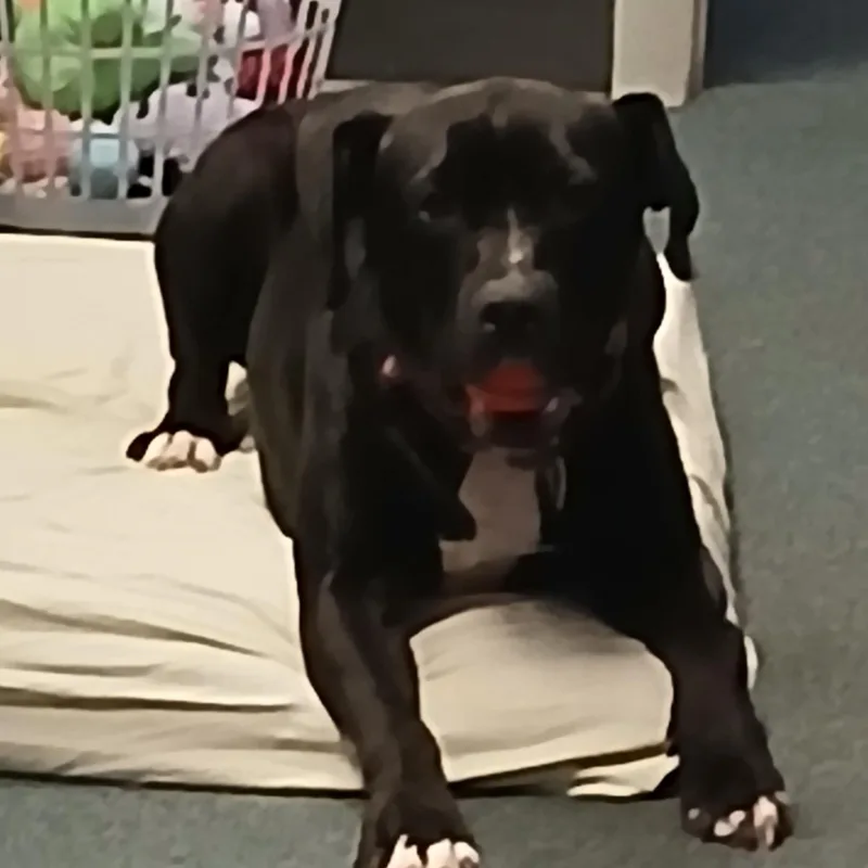 An adult medium-sized female Black Pit Bull Terrier dog named Stella for adoption in Carey, OH