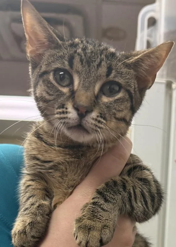 A young small-sized female Domestic Short Hair cat named Fuchsia for adoption in Salisbury, MD