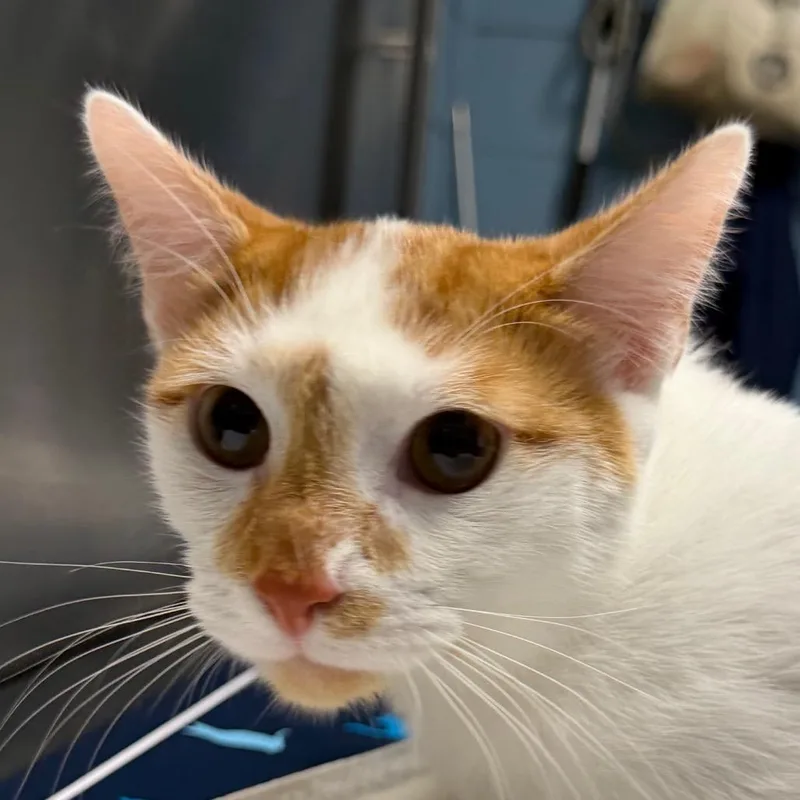 A young medium-sized male White Domestic Short Hair cat named Butters for adoption in Providence, RI