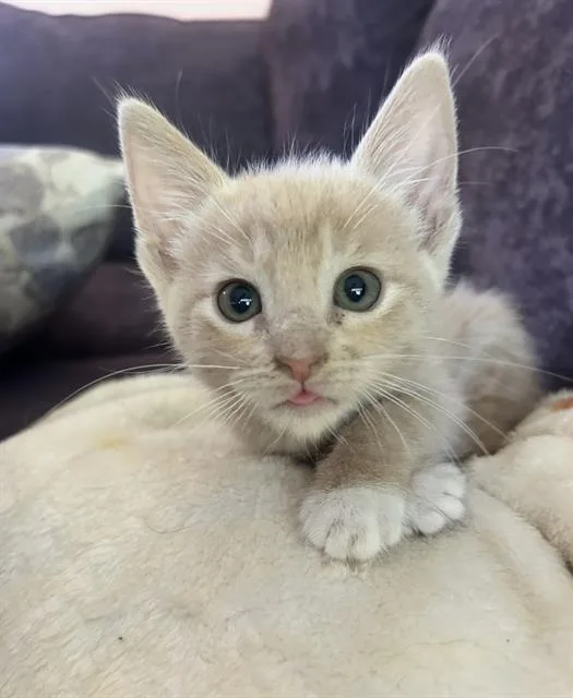 A baby small-sized male Domestic Short Hair cat named Paul for adoption in Sacramento, CA