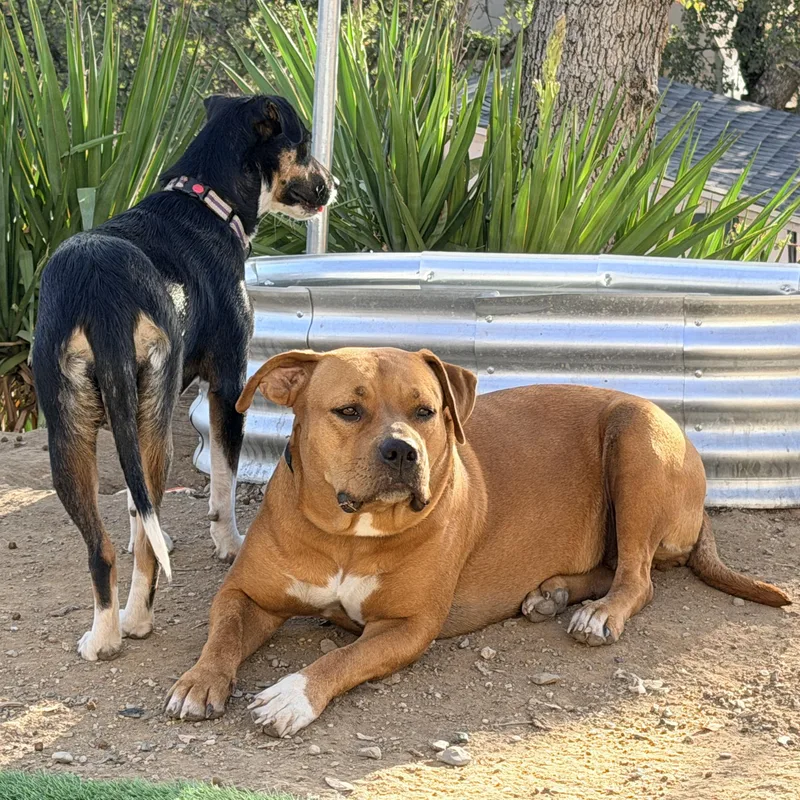 Ms. Gentle Scarlet thumbnail 4