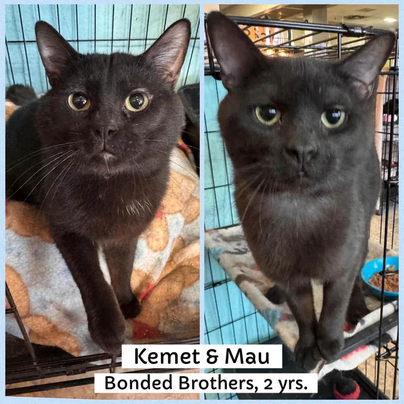 Kemet & Mau