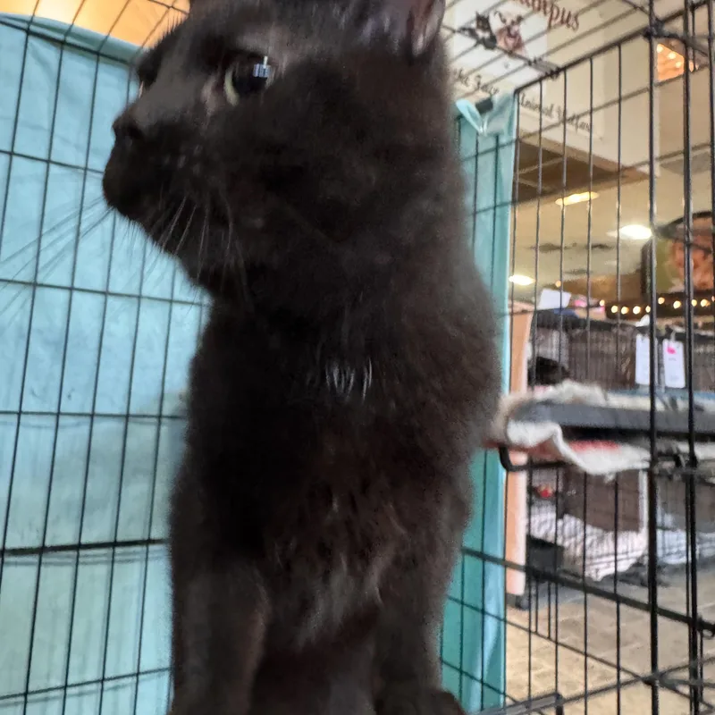 Kemet & Mau thumbnail 2