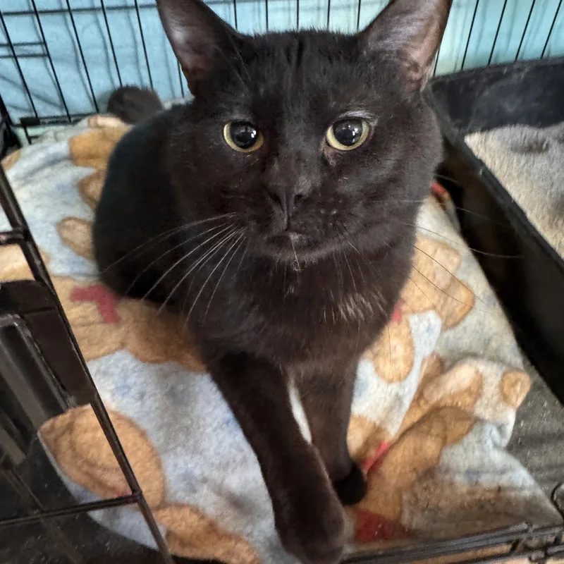 Kemet & Mau thumbnail 3