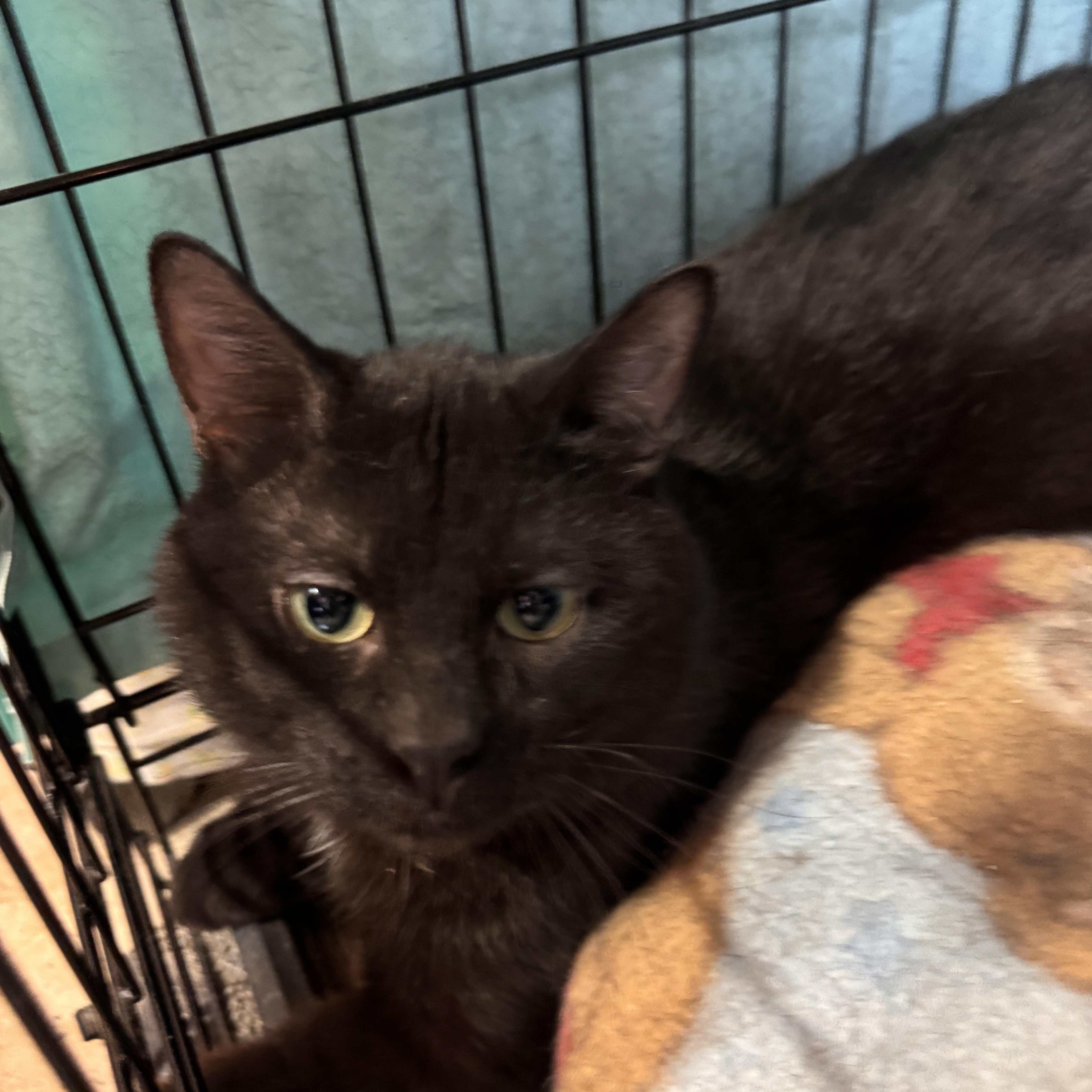 Kemet & Mau thumbnail 4