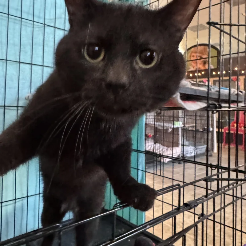 Kemet & Mau thumbnail 5