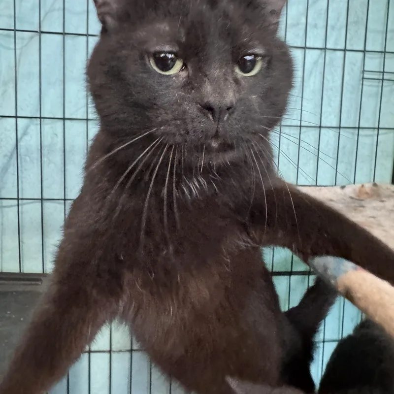 Kemet & Mau thumbnail 6