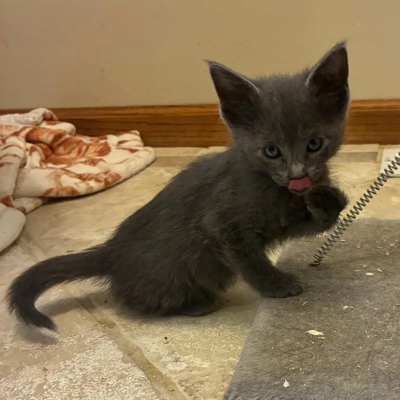A baby small-sized male Gray / Blue / Silver Domestic Short Hair cat named Blu for adoption in Carmel, IN