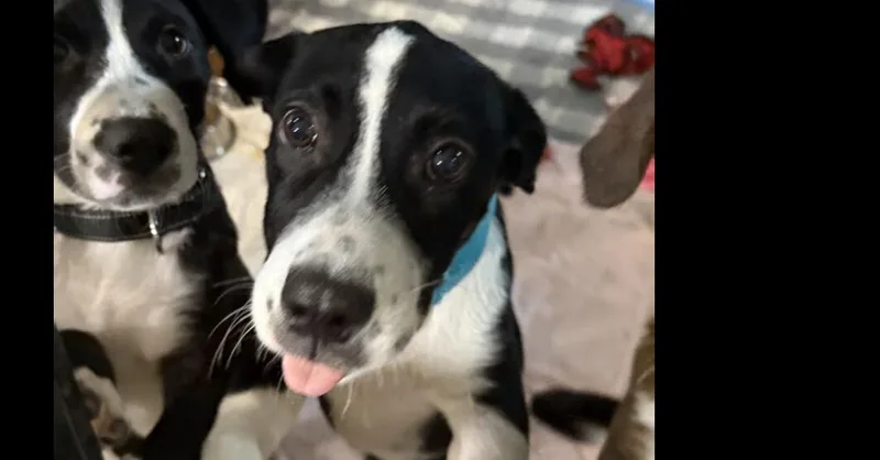 A baby small-sized female Tricolor (Brown, Black, & White) Mixed Breed dog named Phoebe for adoption in Papillion, NE