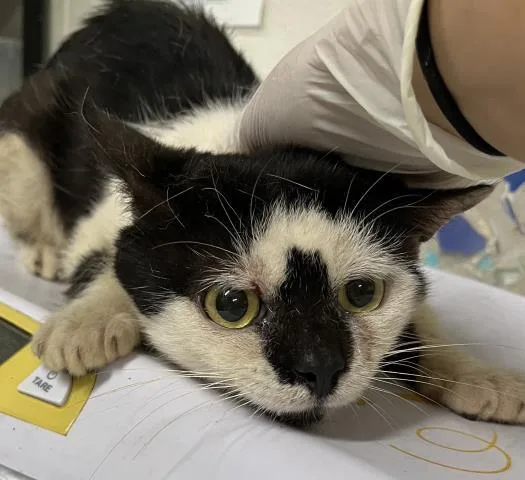 An adult medium-sized male Domestic Short Hair cat named Thistlewick for adoption in Pensacola, FL