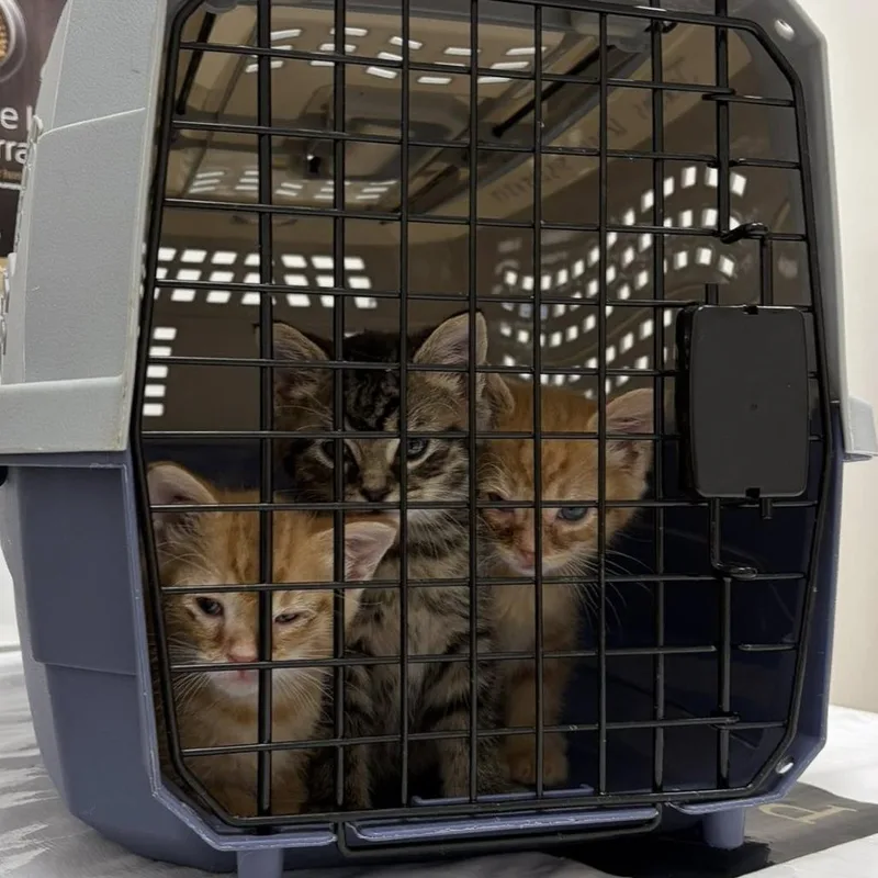 A baby small-sized male Brown / Chocolate Domestic Medium Hair cat named Hungry Hungry Hippo for adoption in Middletown, OH