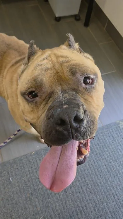 An adult large-sized male Mixed Breed dog named Joe for adoption in West Chester, PA