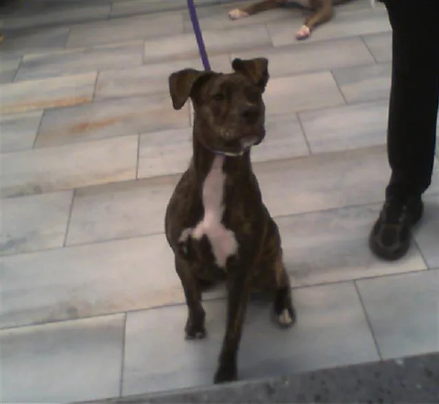 A young medium-sized female Pit Bull Terrier dog named Sheila for adoption in Charlotte, NC