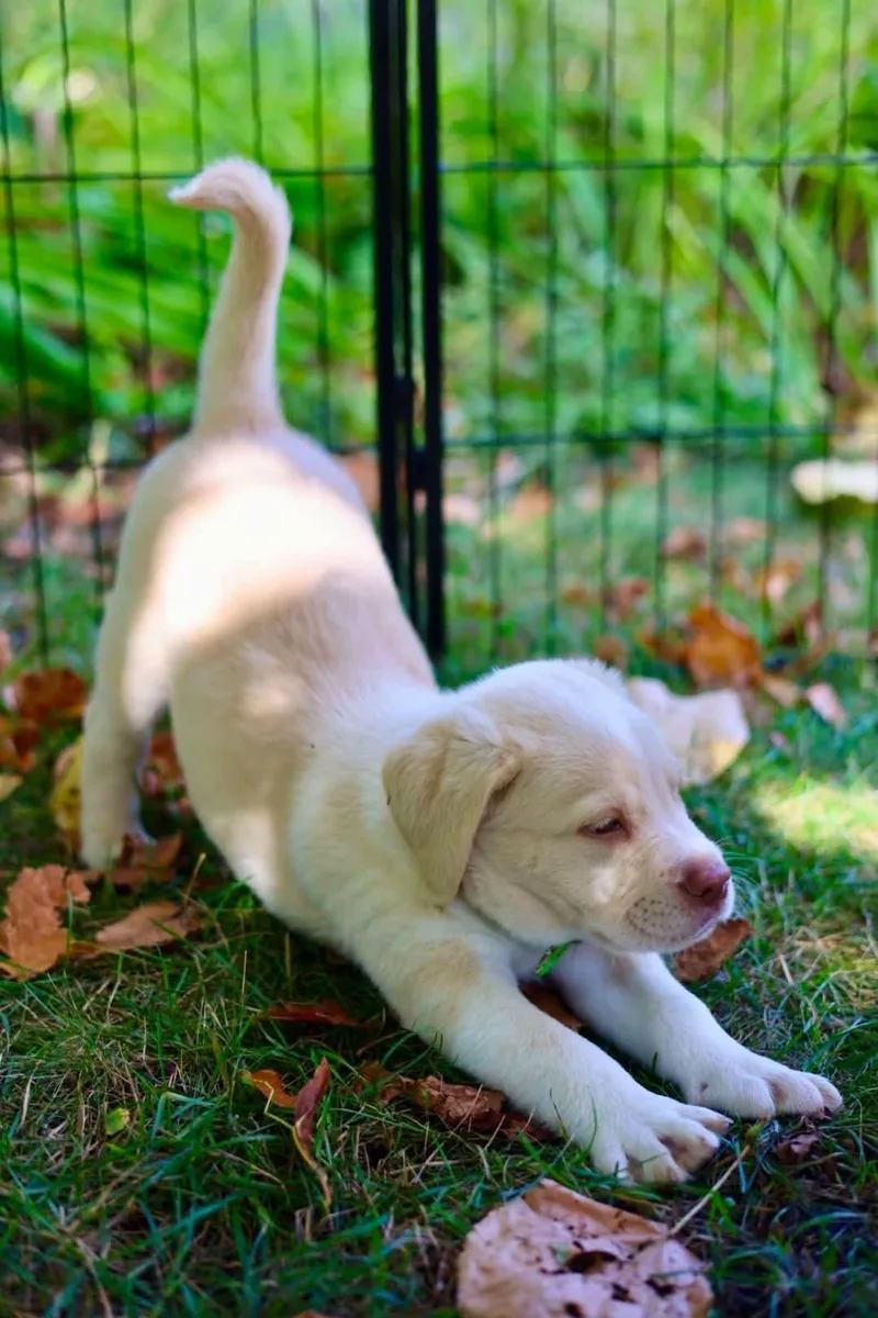 A young medium-sized male Chesapeake Bay Retriever dog named Casper for adoption in Duluth, MN